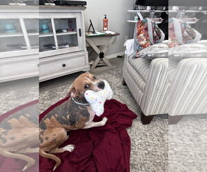 Boxer-Unknown Mix Dogs for adoption in Chandler, AZ, USA