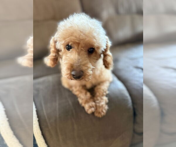 Medium Photo #1 Poodle (Miniature) Puppy For Sale in Staten Island, NY, USA