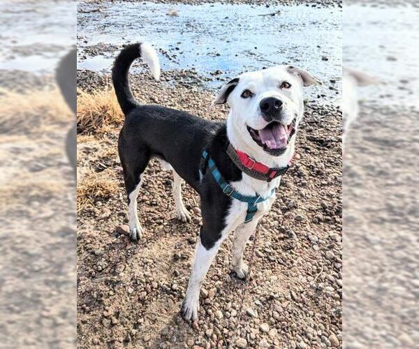Medium Photo #2 Siberian Husky-Unknown Mix Puppy For Sale in Brighton, CO, USA