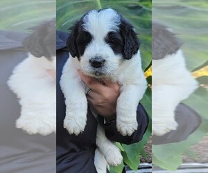 Goldendoodle-Great Pyrenees Mix Puppy for sale in EAST FALMOUTH, MA, USA