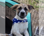 Small #10 Great Pyrenees Mix