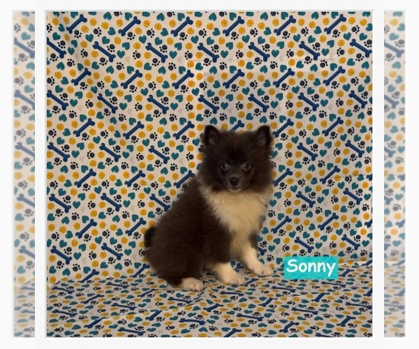 Medium Photo #3 Pomimo Puppy For Sale in CLARKSVILLE, TN, USA