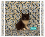 Small #2 Pomimo