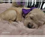 Puppy Puppy 3 Golden Retriever