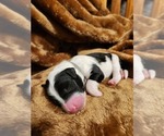 Small #5 Sheepadoodle