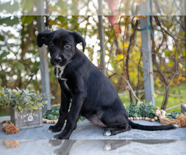 Medium Photo #21 Border Collie-Boxer Mix Puppy For Sale in MILLERSBURG, IN, USA
