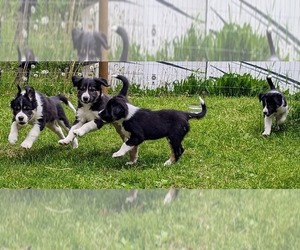 Border Collie Puppy for sale in BATH, MI, USA