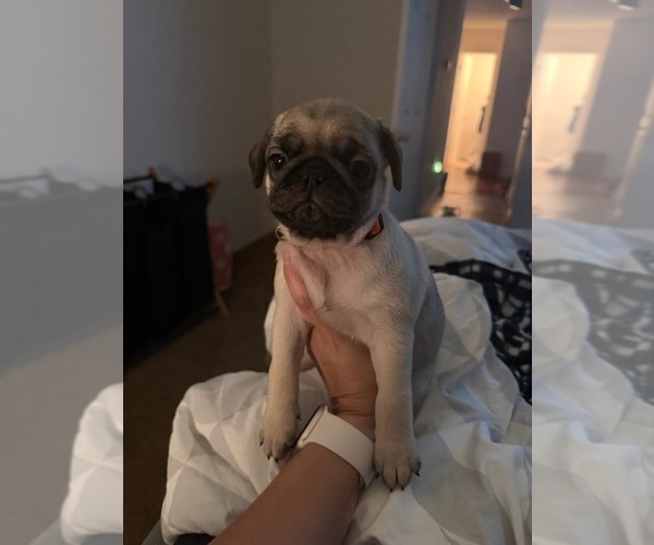Medium Photo #8 Pug Puppy For Sale in DENTON, TX, USA