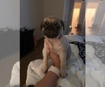 Small #7 Pug