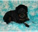 black phantom - Female Miniature Labradoodle Puppy for Sale - Photo #3