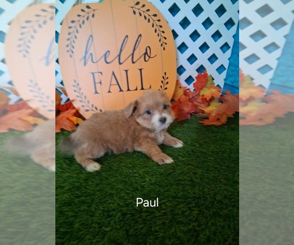 Medium Photo #3 Yo-Chon Puppy For Sale in MOUNT PLEASANT, MI, USA