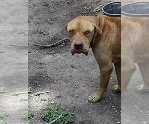 Bullmastiff-Unknown Mix Dogs for adoption in San Antonio, TX, USA