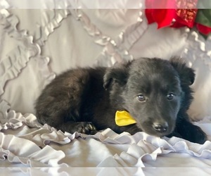 Border-Aussie Puppy for sale in LANCASTER, PA, USA