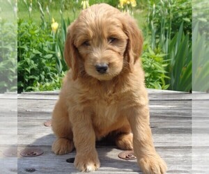 Goldendoodle-Poodle (Standard) Mix Puppy for sale in THORP, WI, USA