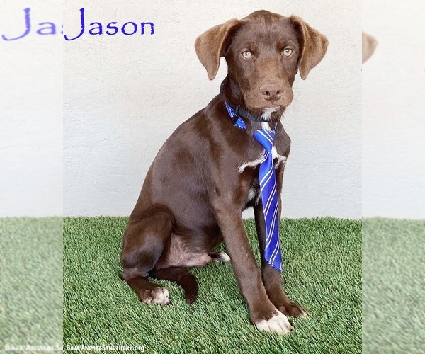 Medium Photo #5 Chocolate Labrador retriever-Unknown Mix Puppy For Sale in San Diego, CA, USA