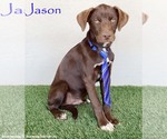 Small #4 Chocolate Labrador retriever Mix