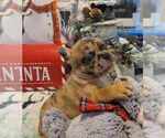 Small Photo #4 French Bulldog Puppy For Sale in SAINT MATTHEWS, SC, USA