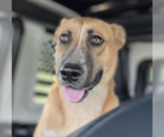 Small #6 German Shepherd Dog Mix