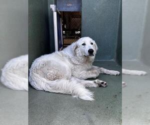 Great Pyrenees Dogs for adoption in Downey, CA, USA
