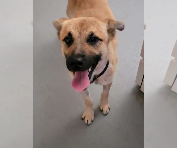 Medium Photo #2 Labrador Retriever Puppy For Sale in Poplar Bluff, MO, USA