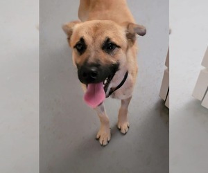 Bruno - Male Labrador Retriever Dog for Adoption - Photo #2