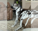 Small #3 Great Dane