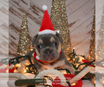 Small Photo #4 French Bulldog Puppy For Sale in FLEMING ISLAND, FL, USA