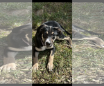 Small #1 Labrador Retriever Mix