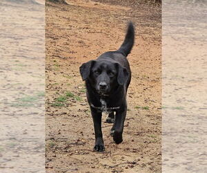 Chow Chow-Labrador Retriever Mix Dogs for adoption in Corinth, MS, USA