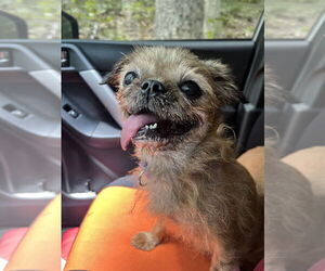 Mutt Dogs for adoption in Brewster, NY, USA