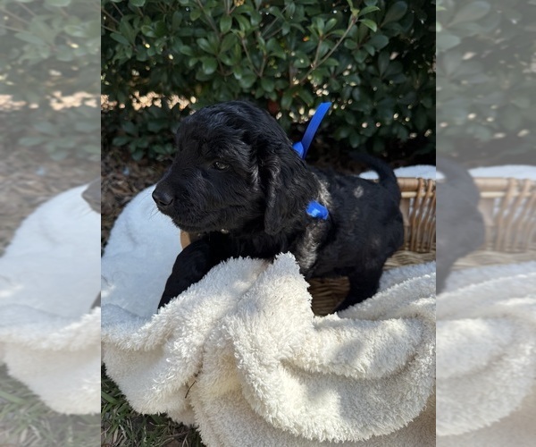 Medium Photo #1 Goldendoodle Puppy For Sale in NEWPORT, NC, USA