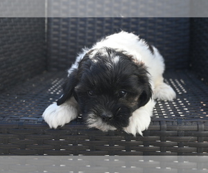 Bichpoo Puppy for sale in BLOOMINGTON, IN, USA