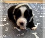 Small Photo #51 Australian Shepherd Puppy For Sale in SALISBURY, NC, USA