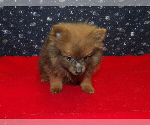 Medium Photo #1 Pomeranian Puppy For Sale in PATERSON, NJ, USA