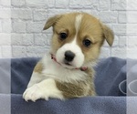 Small Photo #6 Pembroke Welsh Corgi Puppy For Sale in ELLINGTON, CT, USA