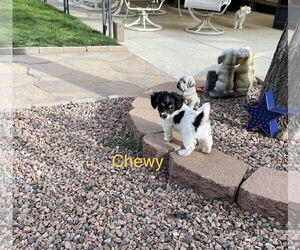 Chihuahua-Unknown Mix Dogs for adoption in Colorado Springs, CO, USA