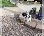 Small Chihuahua Mix