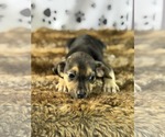 Small #3 Miniature Pinscher Mix