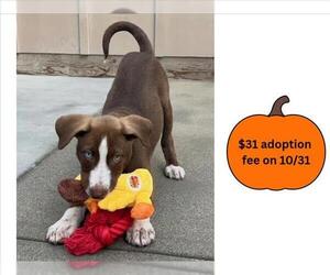 German Shorthaired Pointer-Unknown Mix Dogs for adoption in Santa Cruz, CA, USA