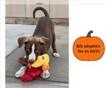SKY BLUE - Male German Shorthaired Pointer-Unknown Mix Dog for Adoption - Small photo