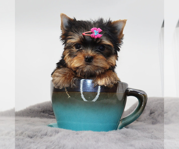 Medium Photo #1 Yorkshire Terrier Puppy For Sale in LOS ANGELES, CA, USA