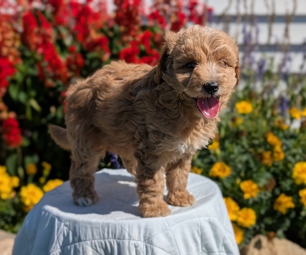 Medium Photo #5 Goldendoodle (Miniature) Puppy For Sale in GOSHEN, IN, USA