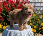 Small #4 Goldendoodle (Miniature)