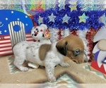 Image preview for Ad Listing. Nickname: Crockett