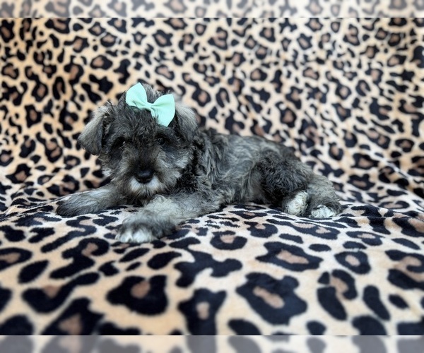 Medium Photo #3 Schnauzer (Miniature) Puppy For Sale in LAKELAND, FL, USA
