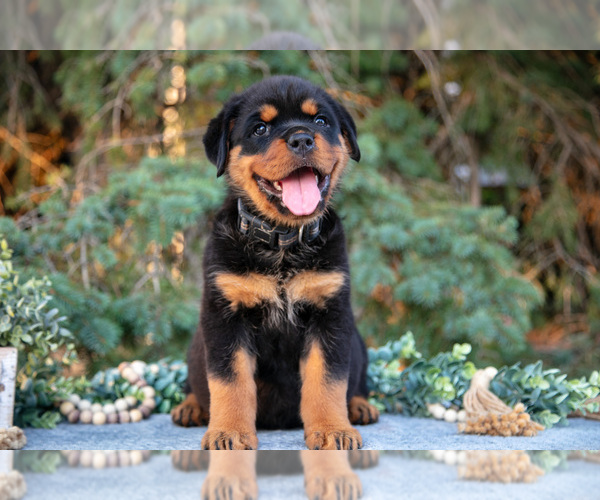 Medium Photo #1 Rottweiler Puppy For Sale in MILLERSBURG, IN, USA