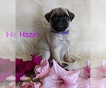 Small Photo #1 Pug Puppy For Sale in LEBANON, PA, USA