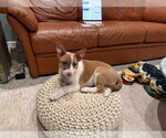 Small #1 Mutt