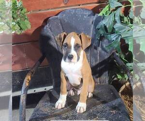 Boxer Puppy for sale in ARTHUR, IL, USA