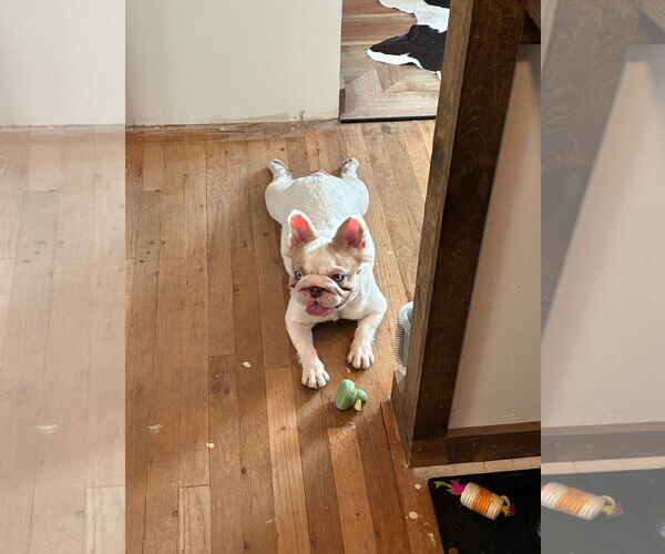Medium Photo #4 French Bulldog-Unknown Mix Puppy For Sale in Fort Collins, CO, USA